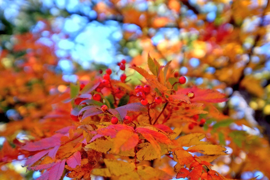 Autumn, Yamanashi, Japan